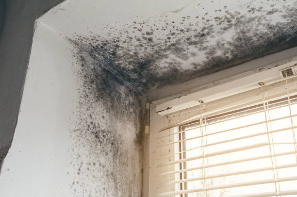 Affordable Black Mold Remediation solutions in Rancocas, NJ